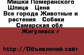 Мишки Померанского Шпица › Цена ­ 60 000 - Все города Животные и растения » Собаки   . Самарская обл.,Жигулевск г.